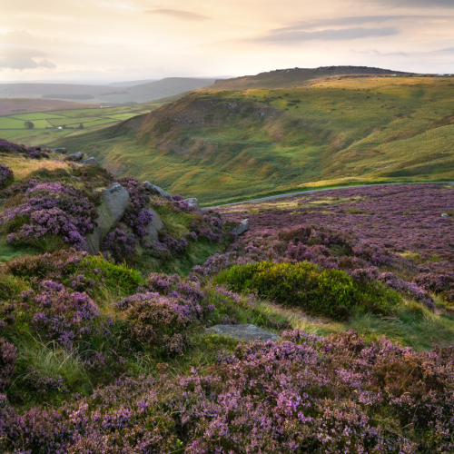  DSC4514 Callow Bank Last Light And Heather  2